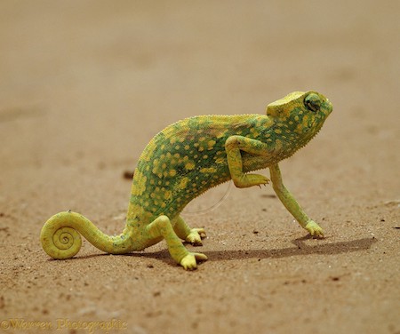 Graceful Chameleon (Chamaeleo gracilis)