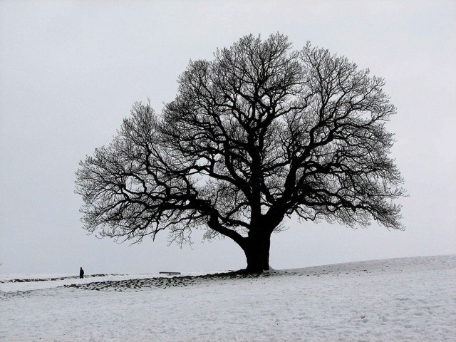 Lone-Tree-of-Liberty-Clean