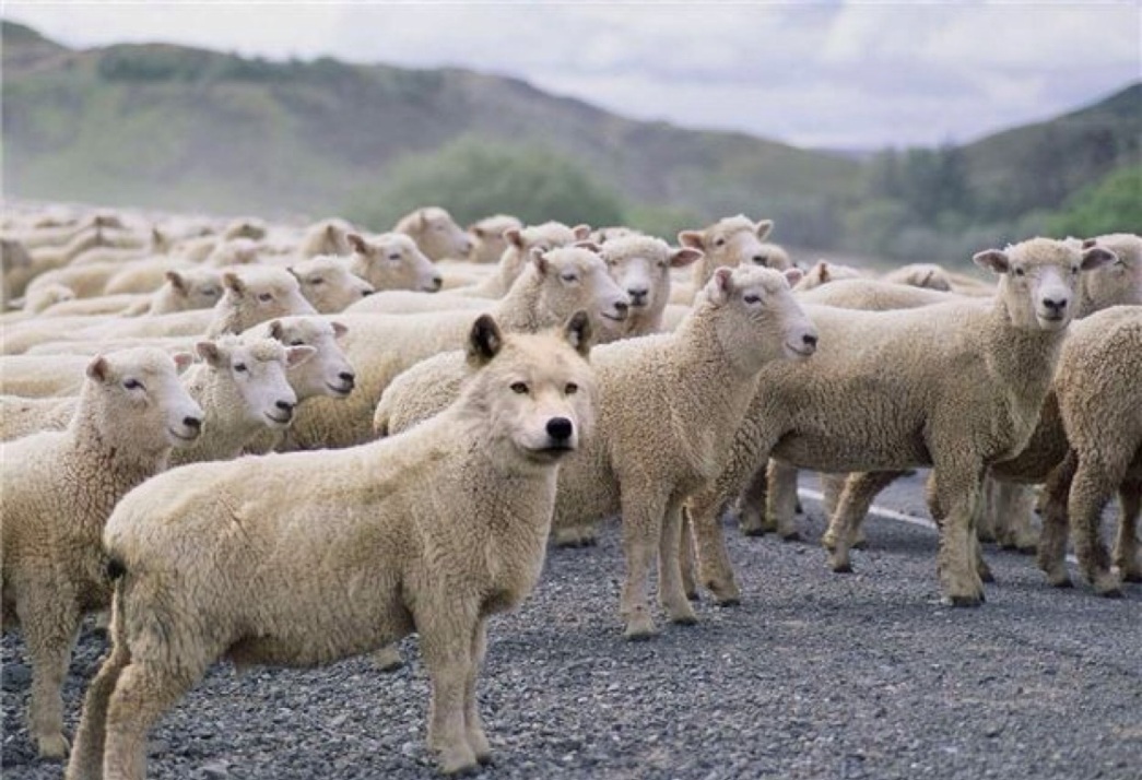 Wolf-in-Sheeps-Clothing-Clean