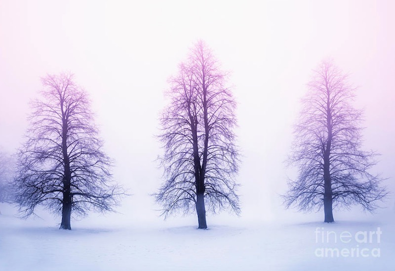 Winter-Trees-In-Fog-At-Sunrise-Photo-By-Elena-Elisseeva