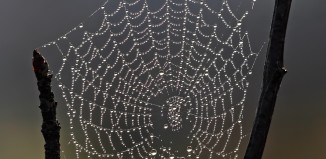Spider_web_with_dew_drops-326x159