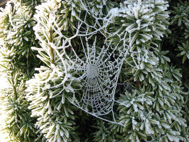 Operativa Krafter och Felkalkyleringsdiversioner