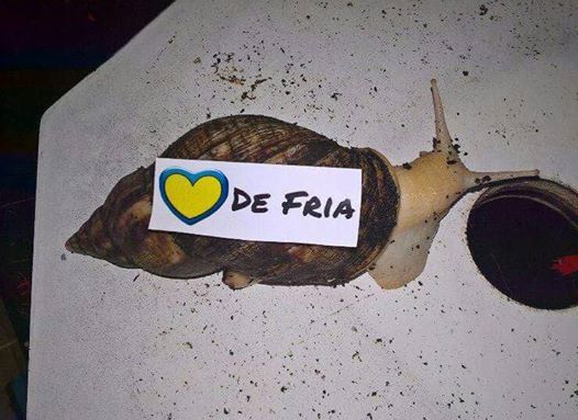 13626555_10154410033388678_5422682025491584083_n