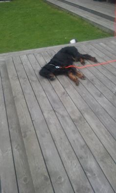 13680492_10208401634253252_2583444643548009060_n