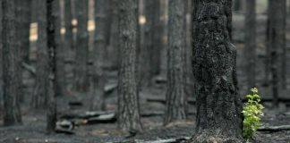 Accepterandets Observation