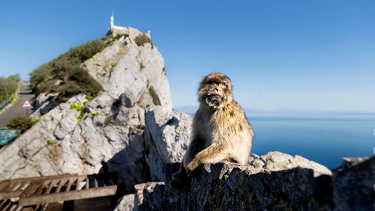 Strategisk Förträngning