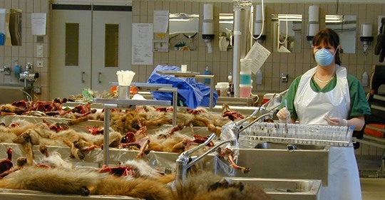 Bakteriologisk Krigföring