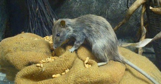 Råttor I Los Angeles