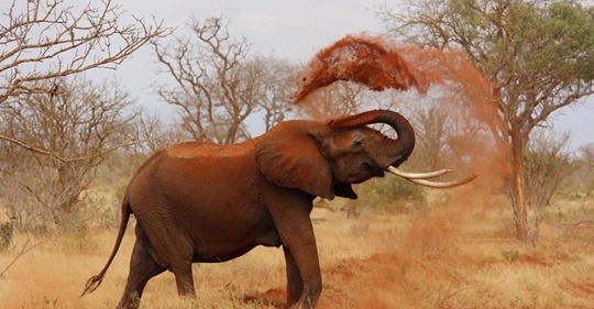 Systematisk Frihandel