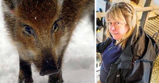 Oturligt Radioaktiva Grisar