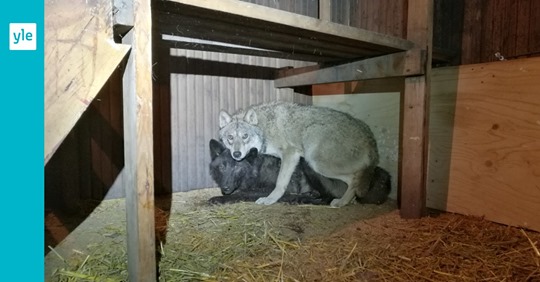 Varghybridsuppfödning