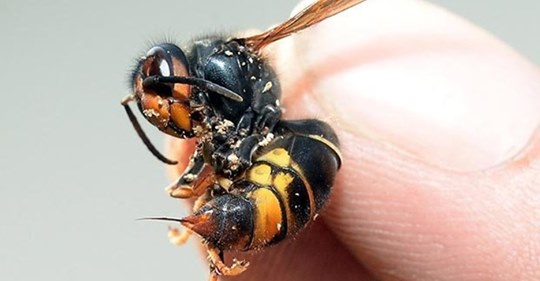 Asiatiska Stickinsekter I England