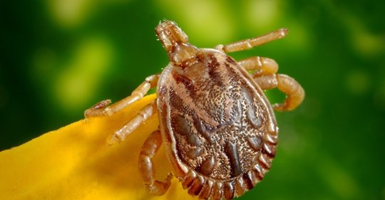 Vaccinkrävande Insekt