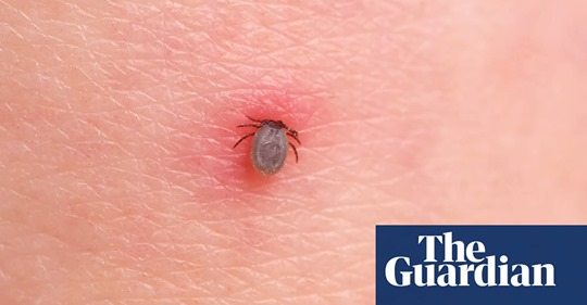 Fästingar Som Vapen