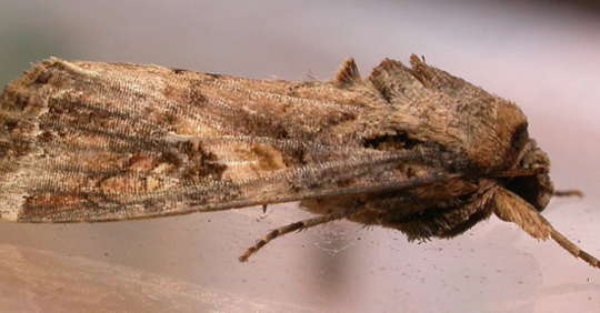 Naturligt Angrepp ...