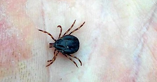 Aggressiv Jättefästing