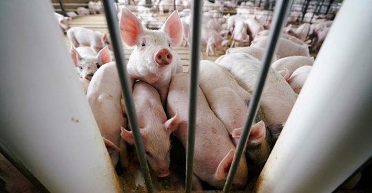 Grisigt, Stort & Viktigt