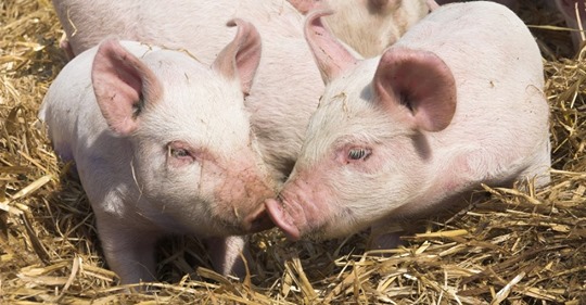 Grisig Hjärtefråga