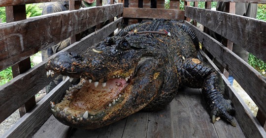 Korrupt Amazonägare