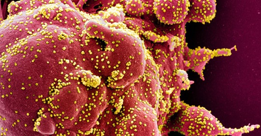 Svensk Flockimmunitet