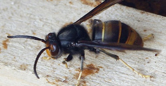 Favoritinsekt Som På Besällning