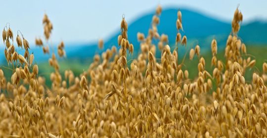 Glysofatbanning I Kanada