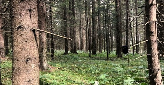 Massdödande Ryska Barkborrar