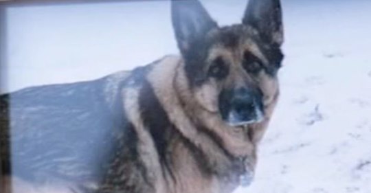 Hund Död MED Covid-19