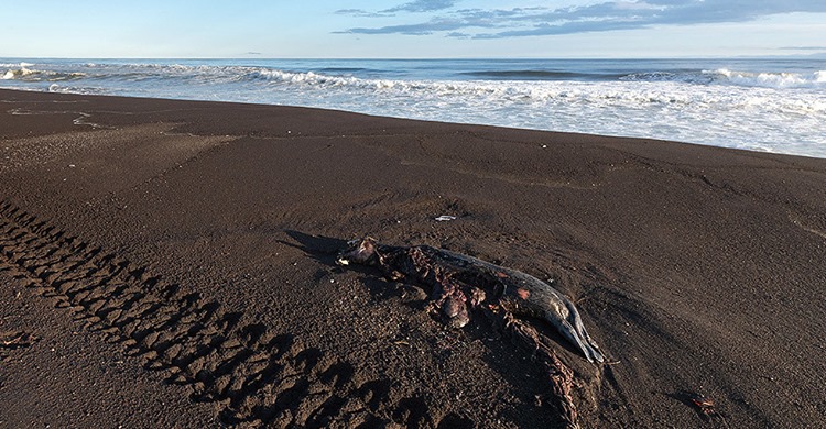 Från Otrevlig Till Elaka I Kamchatka