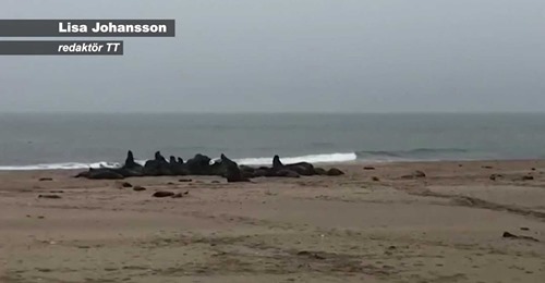 Arkitekt Bakom Säldöd?