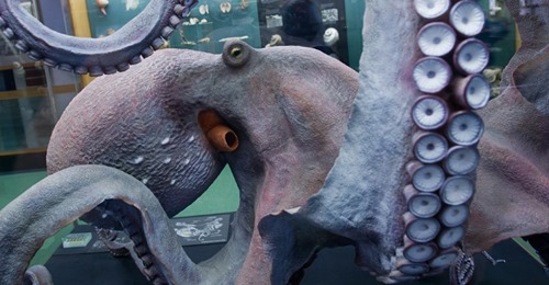 Powell & Steroid-Kraken