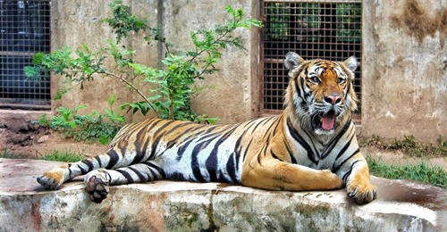 Svensk Zootiger Avlivad