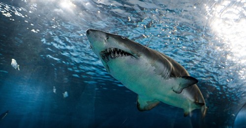 Folkbildning Om Värde