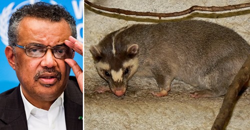 Solgrävlingscovidioti