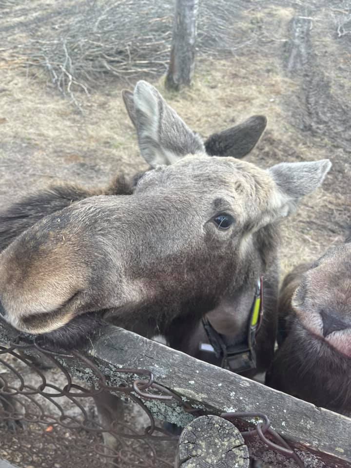 Zakharova Besöker Älgfarm