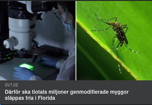 Genmodifierade Myggor