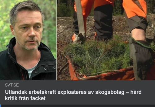 Systematisk Skogsbolagsexploatering