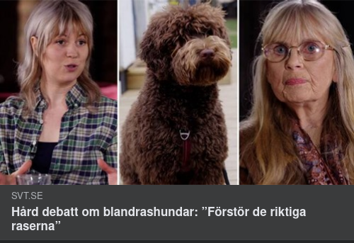 Klockringande Rashundar