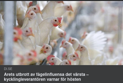 Fågelinfluensa