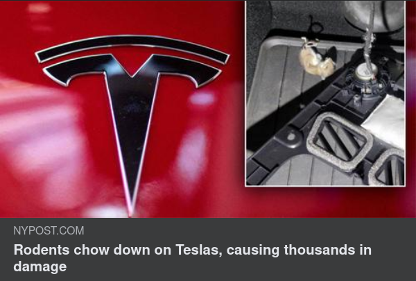 Teslatuggande Gnagare