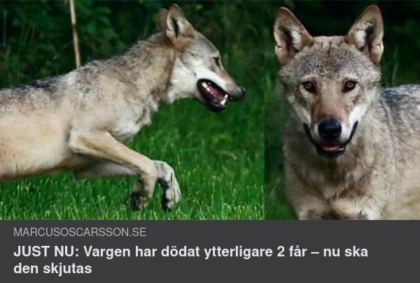 Kajalmacke Skriker Varg