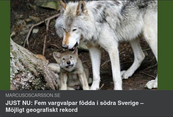 Kajalmacke Vargar Vidare