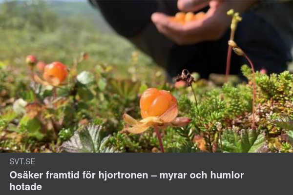 Hjortronframtid