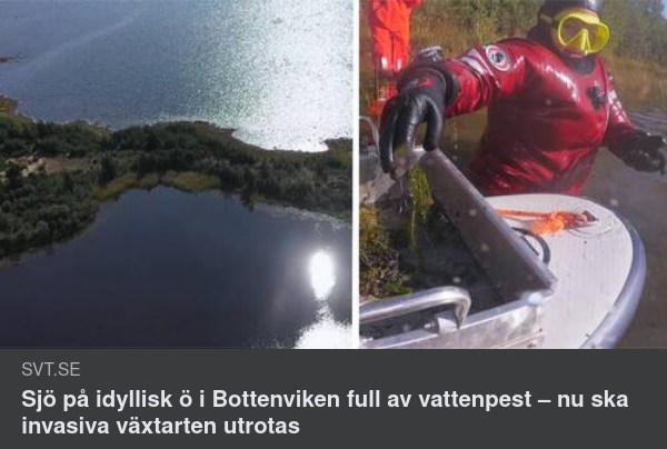 Vattenpest I Ö-Sjö