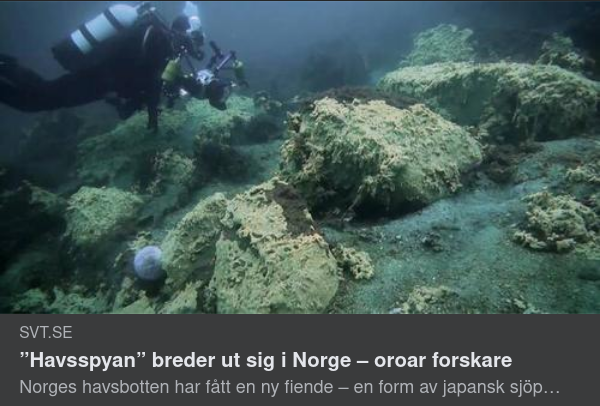 Från Vattenpest Till Havsspya