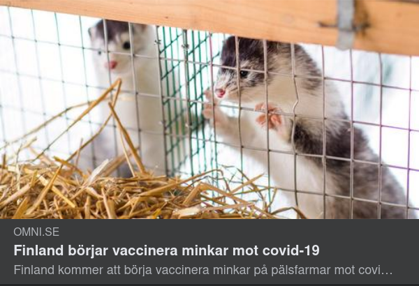 Finsk Minkvaxxinering