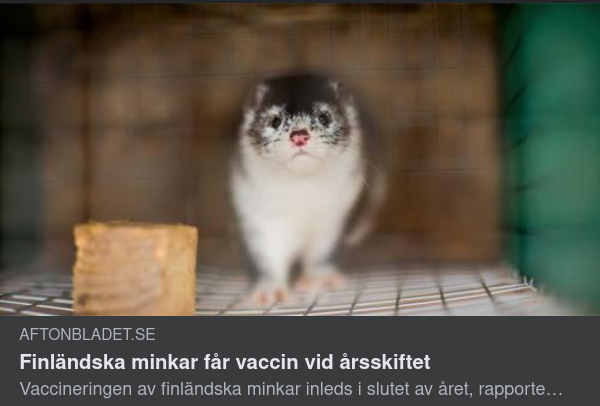 Finsk Minkvaxxinering