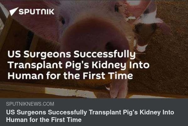 Genmanipuleringslyckad Grisnjuretransplantation Till Människa