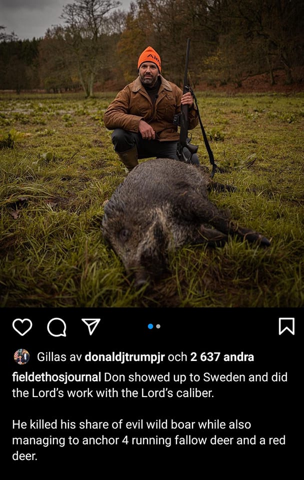 Vildsvinsjagande Trump I Sverige