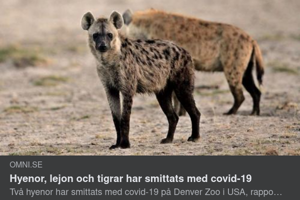 Covidiotismittade Hyenor